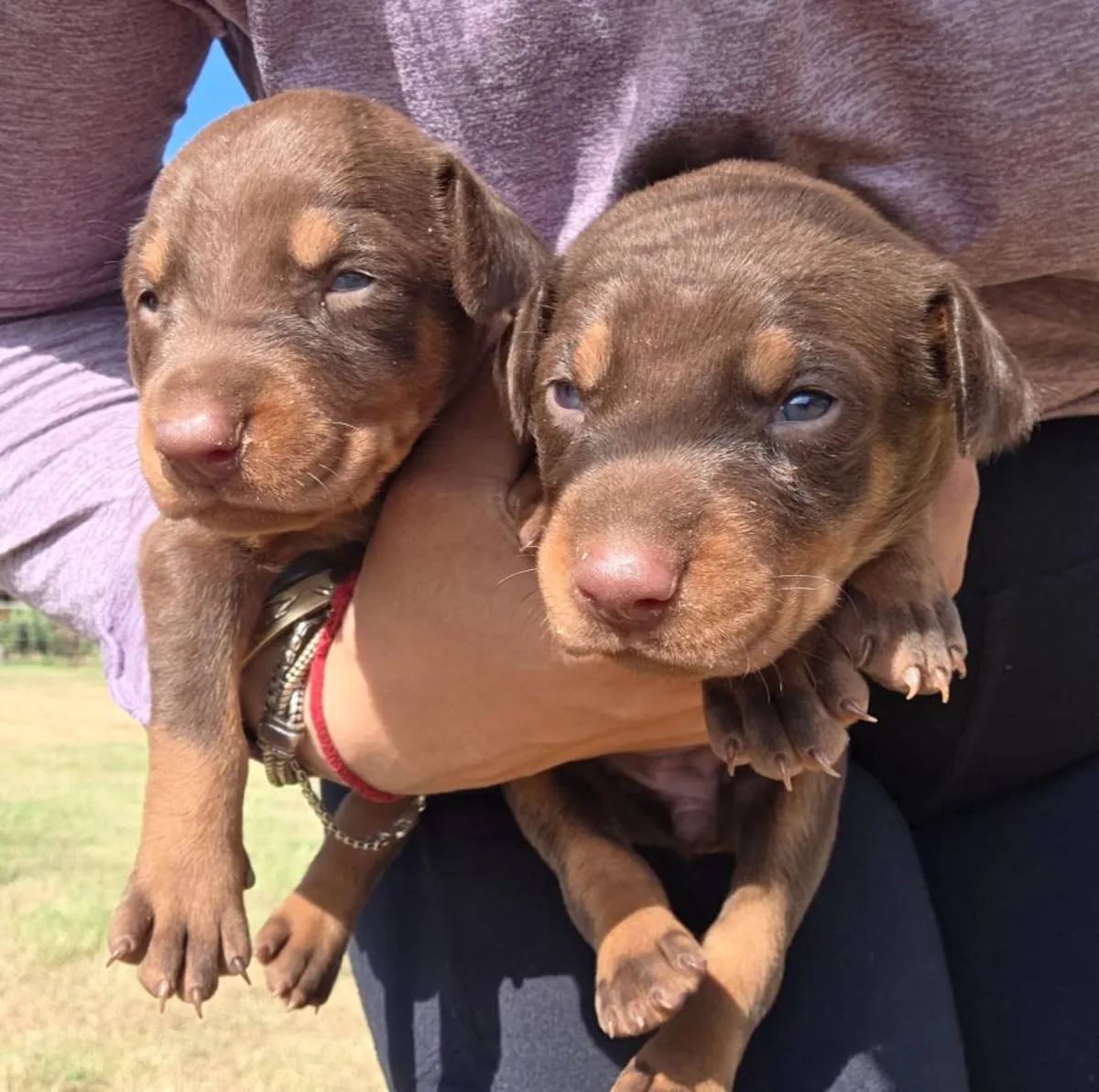 Cachorros de doberman europeos