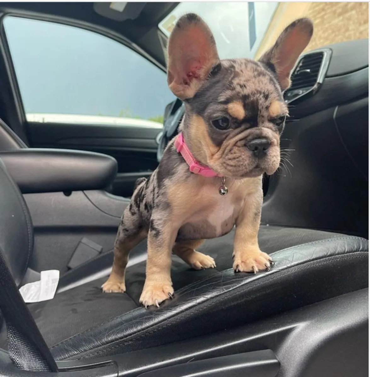 Cadeau chiots bulldog français