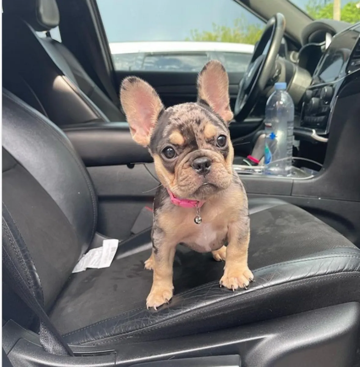 Cadeau chiot bulldog français disponible génial