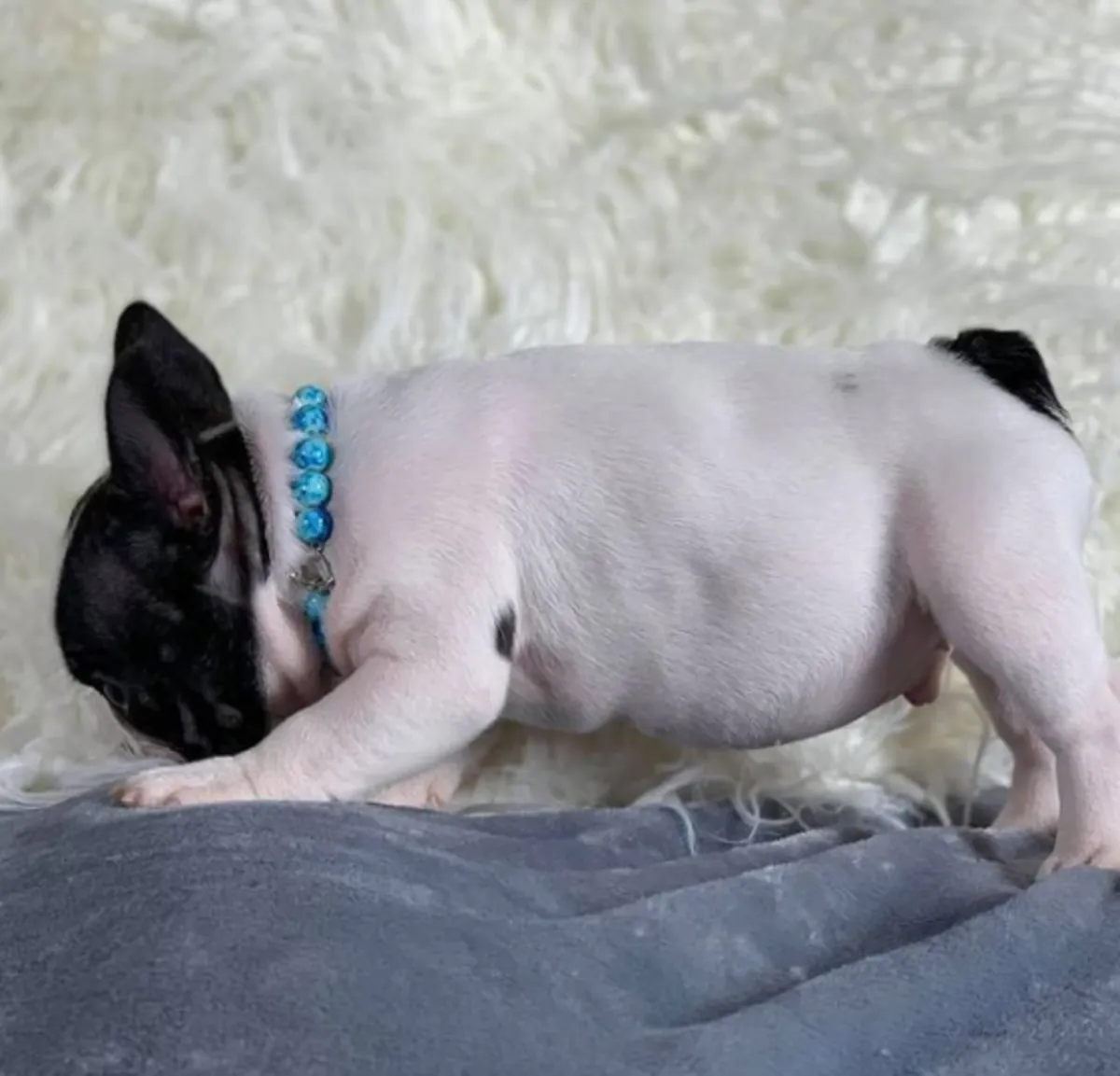 Chiots bulldog français disponibles à l'adoption