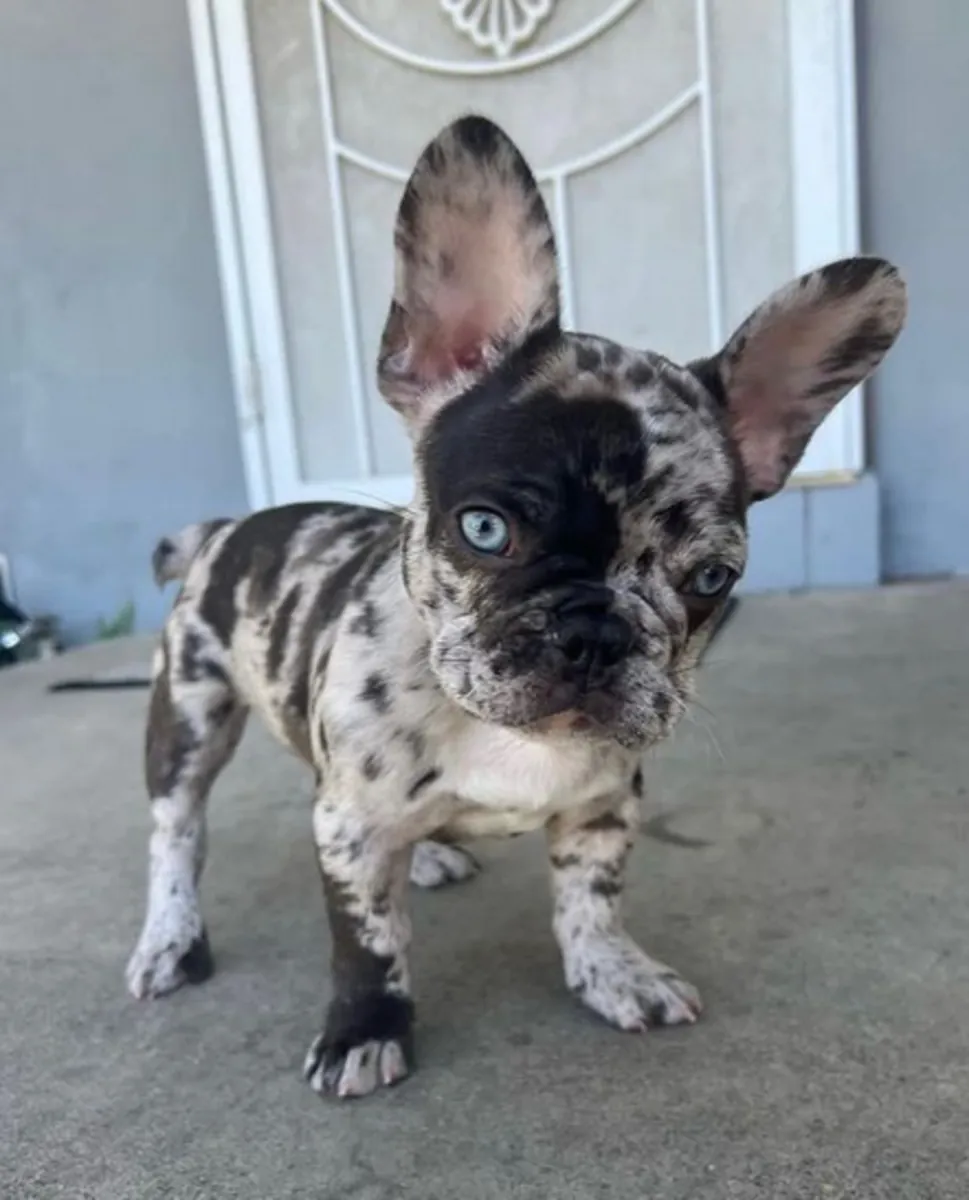 Regalo Cachorros de bulldog francés ,