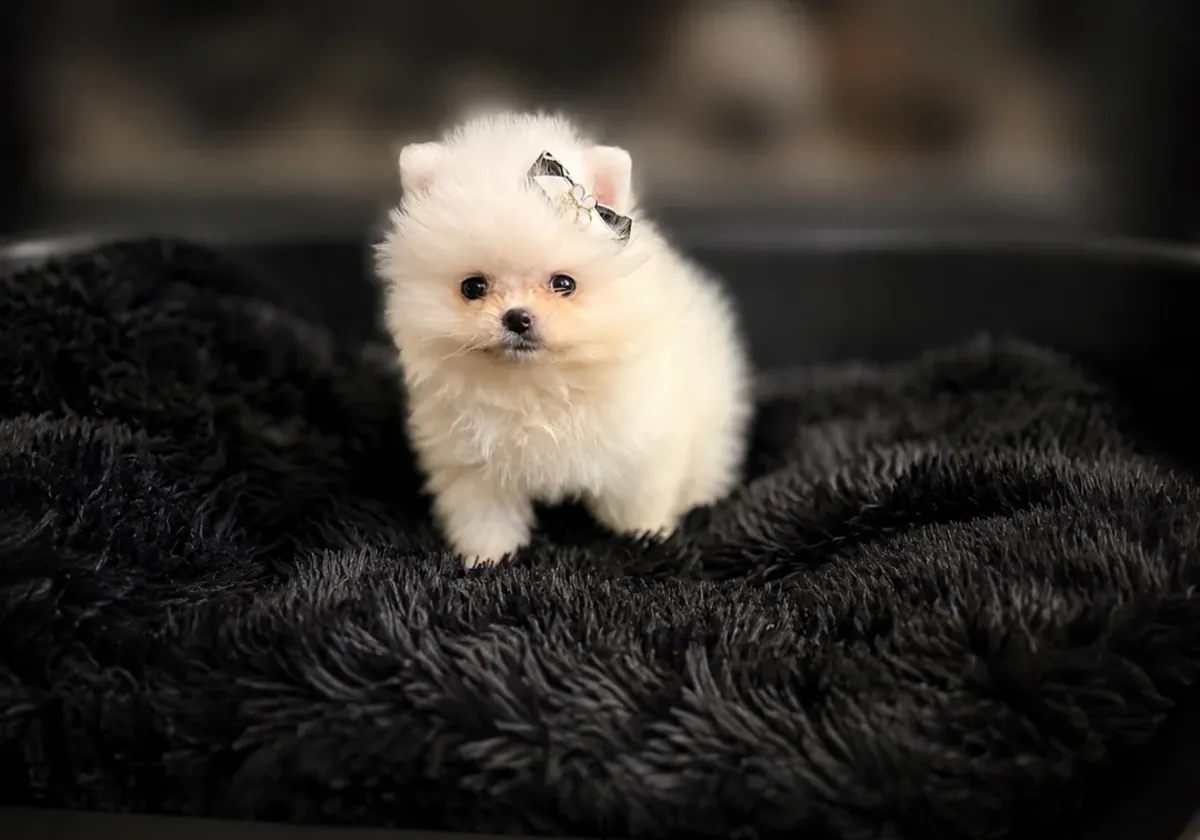 Super TINY CHIOTS POMÉRANIENS Maintenant Disponibles