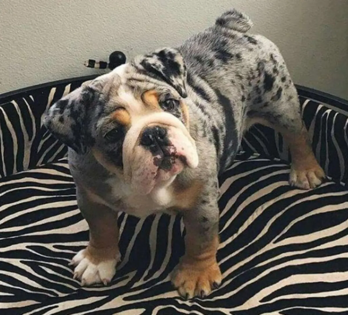 Cadeau chiots bulldog anglais disponibles à l'adoption