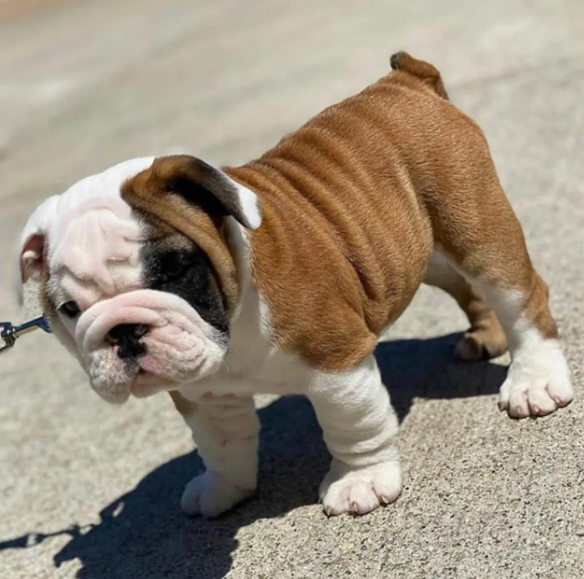 Cadeau chiots bulldog anglais disponibles pour adoption 1