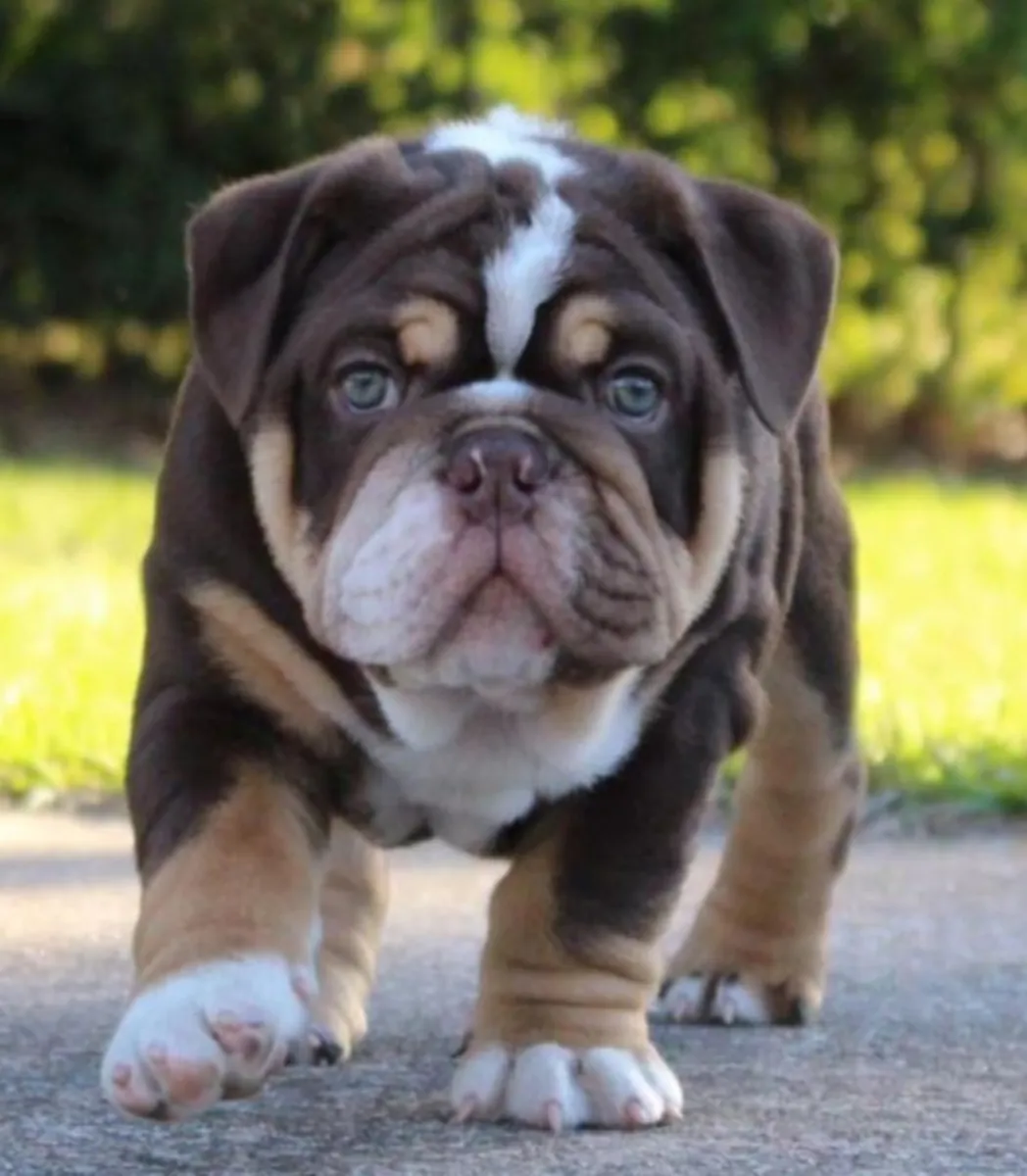 Cadeau chiots bulldog anglais disponibles pour adoption