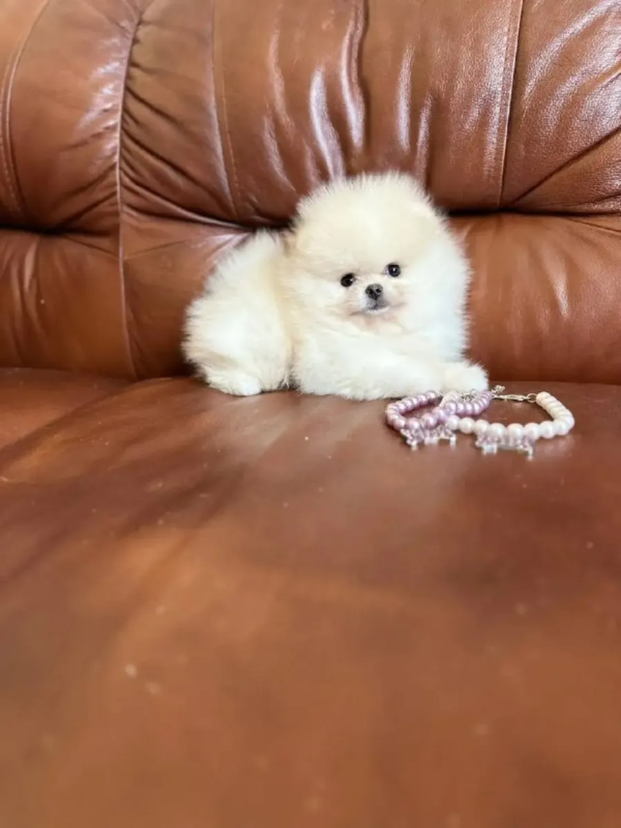 Chiots Pomeranian Éduqués à la Propreté à Adopter