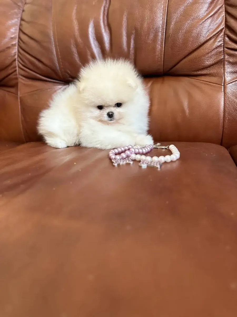 Chiots Pomeranien Mâles et Femelles