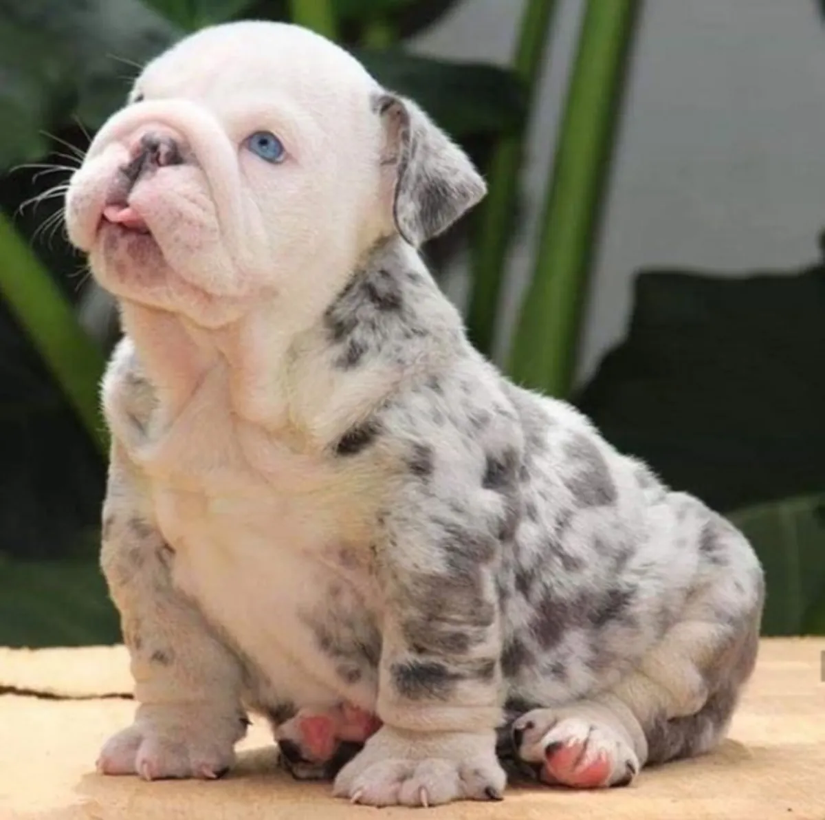 Cadeau de chiots bulldog anglais disponibles pour adoption