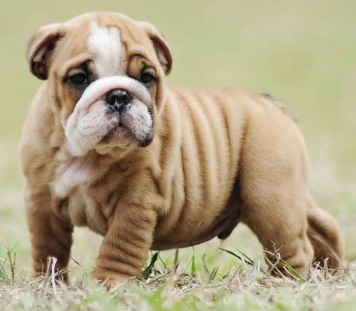 Cadeau chiots bulldog anglais disponibles pour adoption