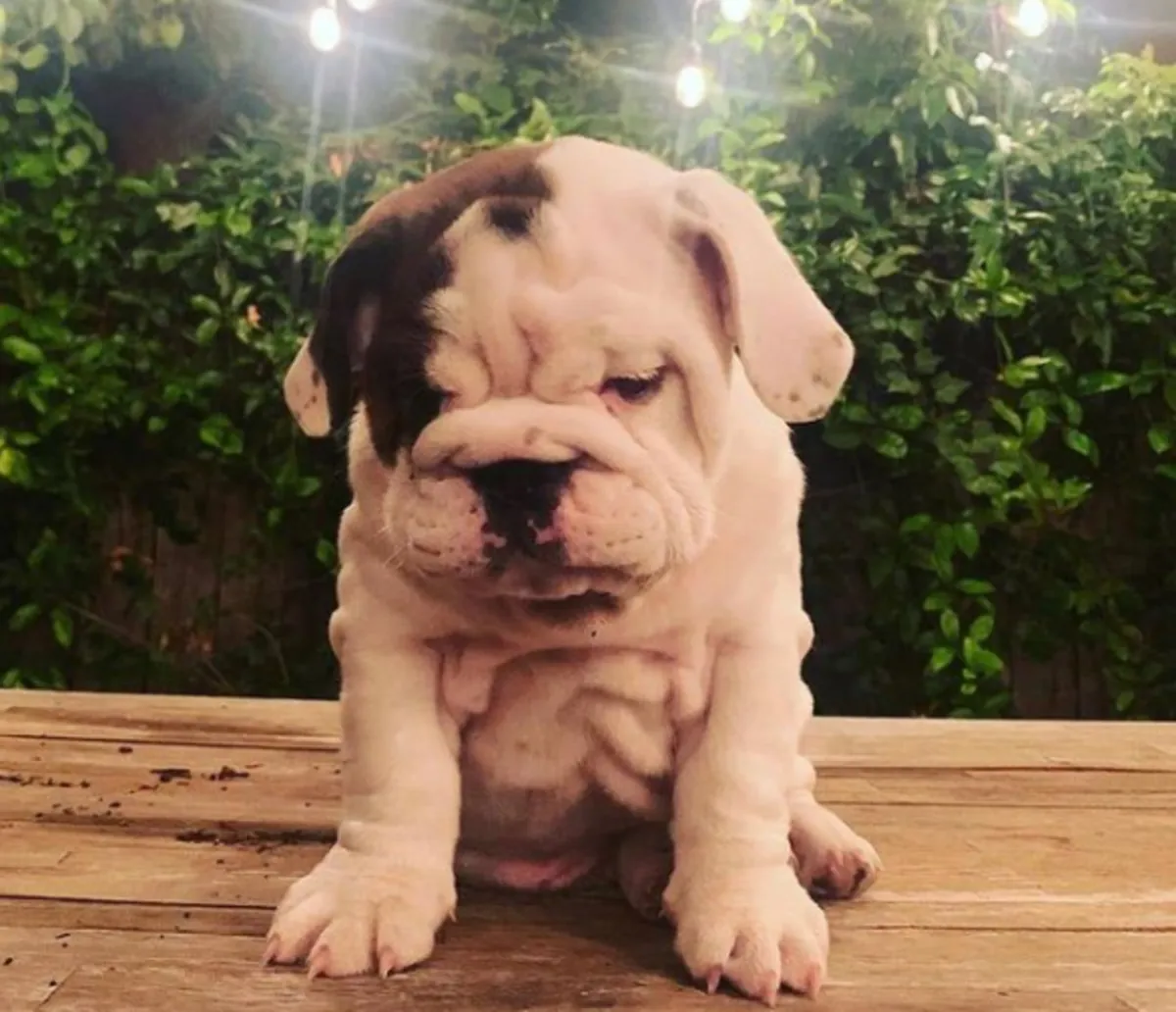 Cadeau chiots bulldog anglais disponibles pour adoption