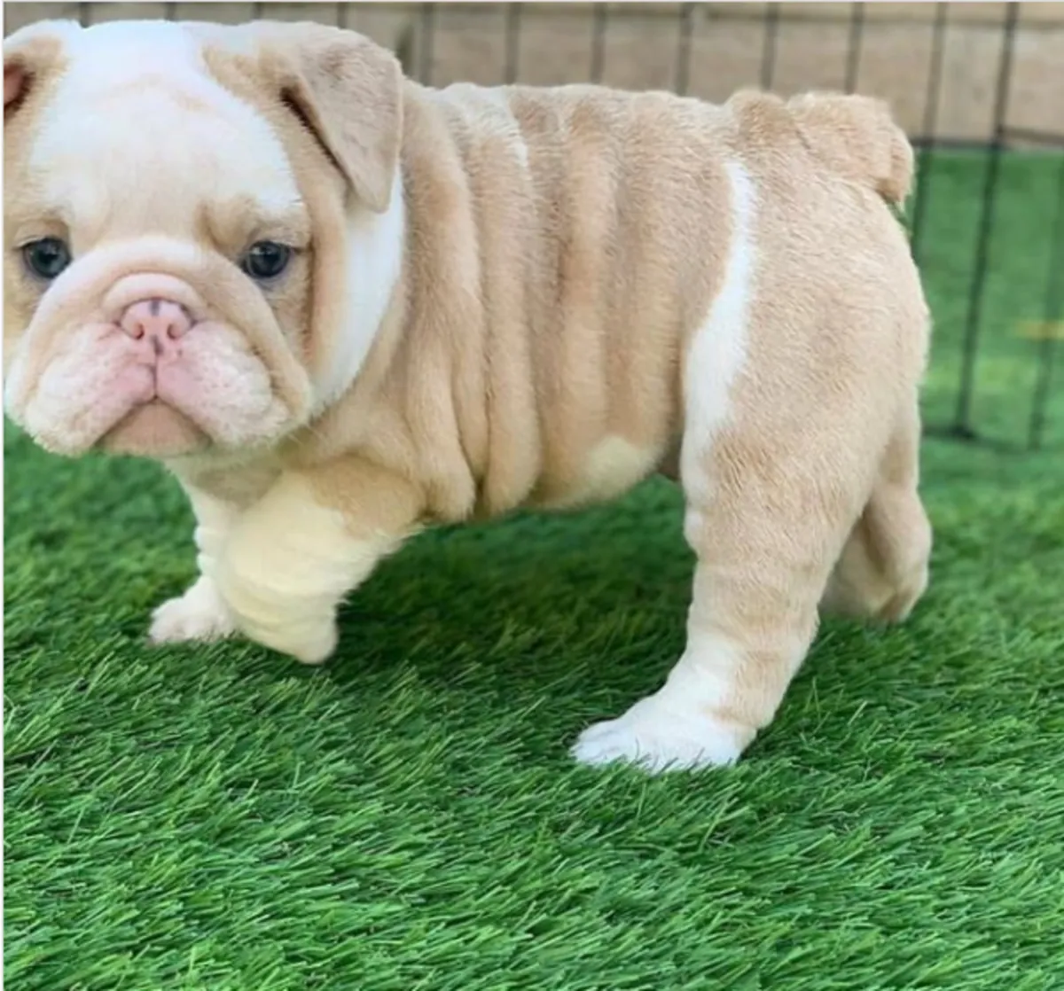 Cadeau chiots bulldog anglais disponibles pour adoption