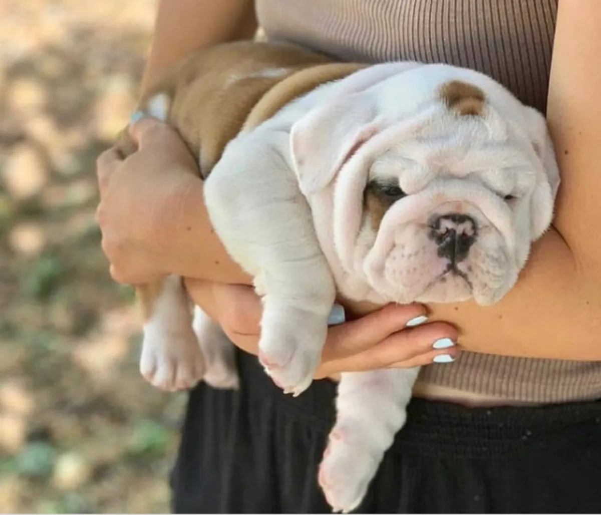 Cadeau chiots bulldog anglais disponibles pour adoption