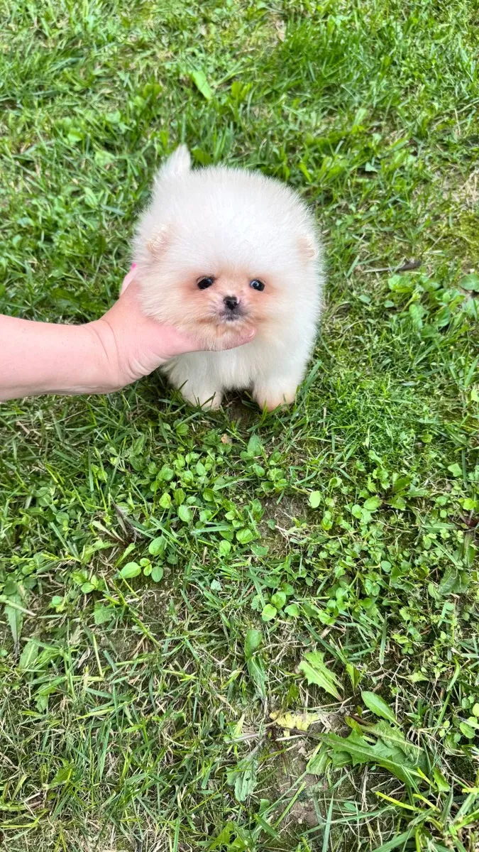 可爱的雄性和雌性博美犬幼犬待领养