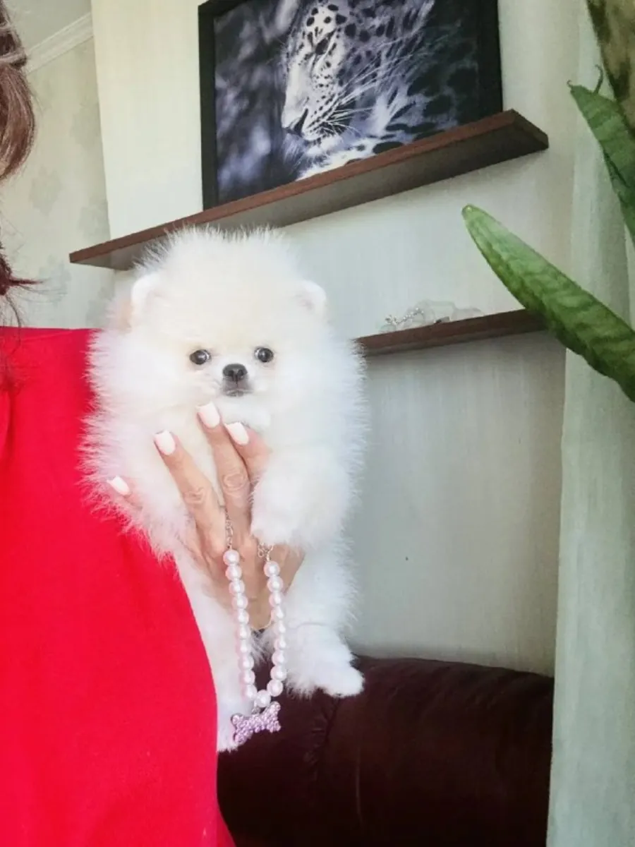 Disponibles Cachorros Pomerania de Taza Alegre