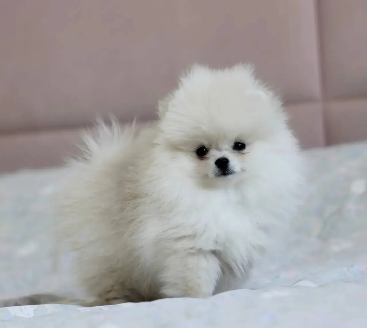 Disponibles Cachorros Pomerania de Taza Alegre