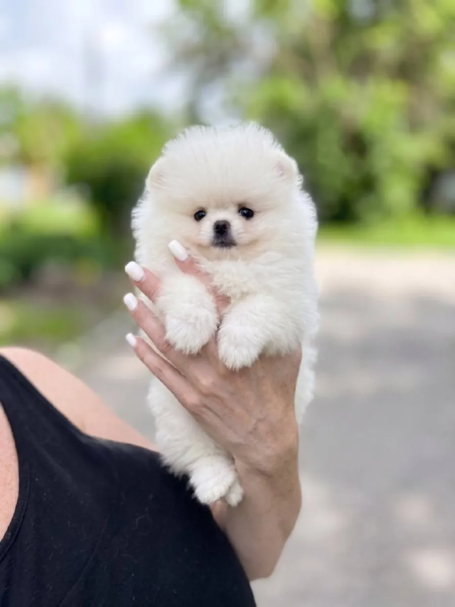 Chiots Pomeraniens Blanc Glacé Pour Vous