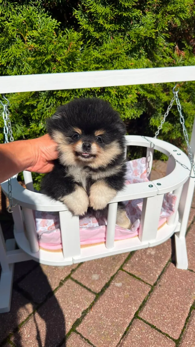Jolis petits chiots poméraniens