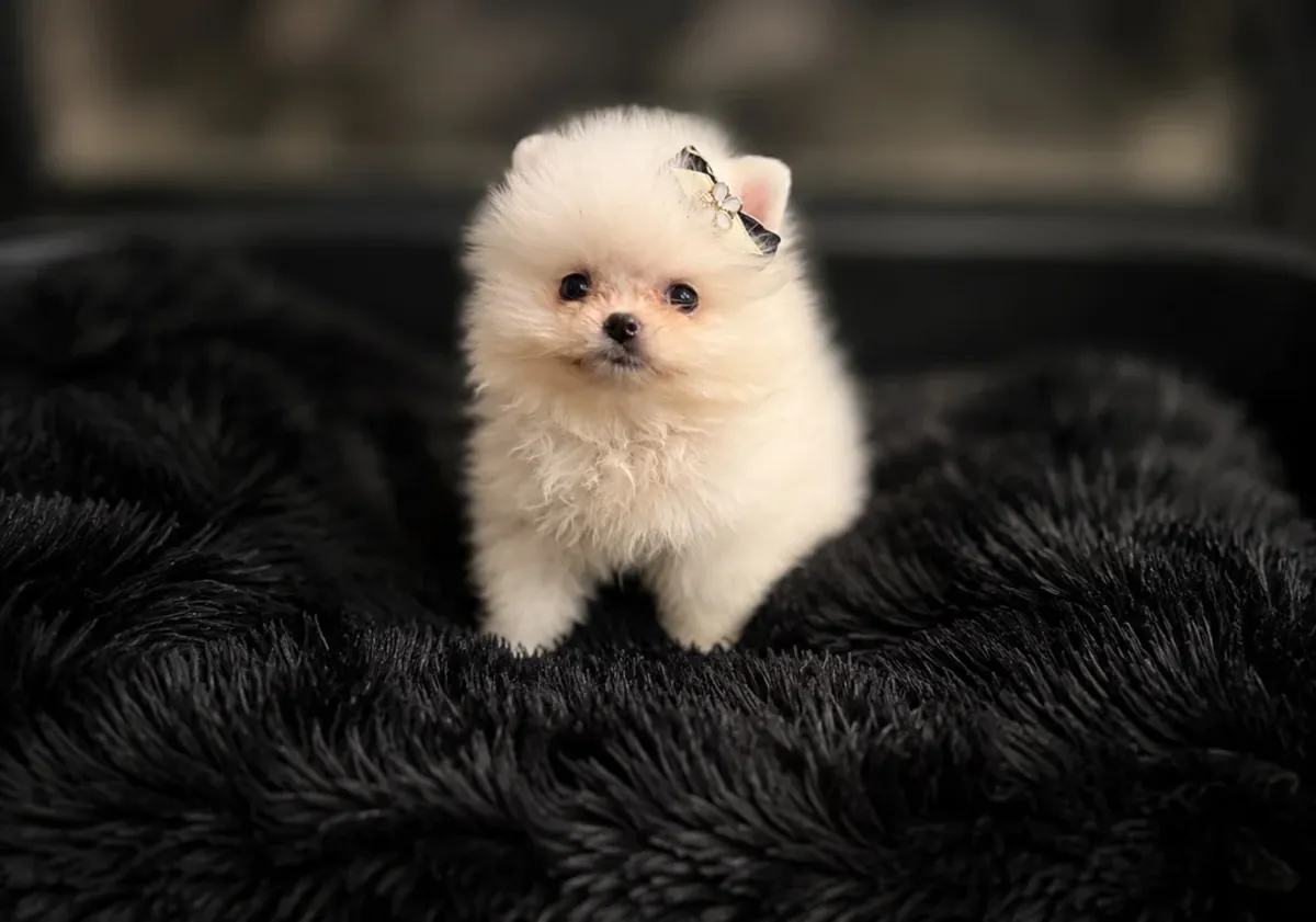 好看的迷你博美犬幼犬待领养