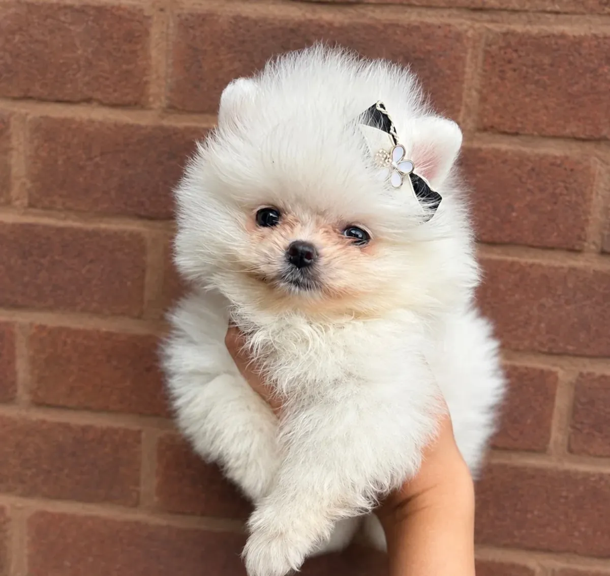 好看的迷你博美犬幼犬待领养