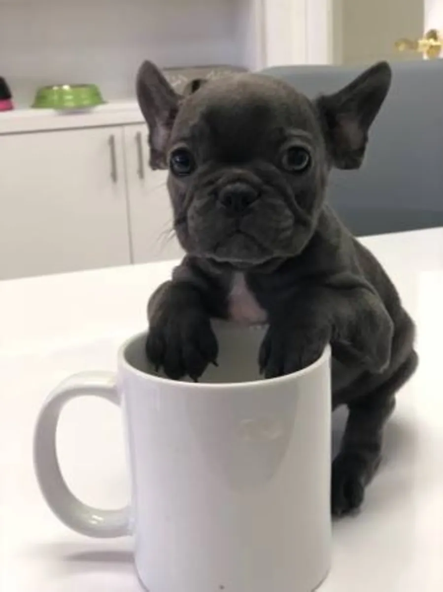Excellent French Bulldog