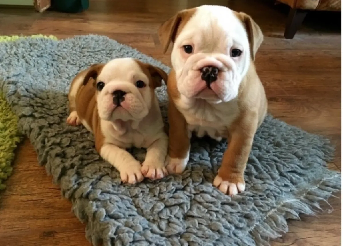Super Adorable English Bulldog Puppies