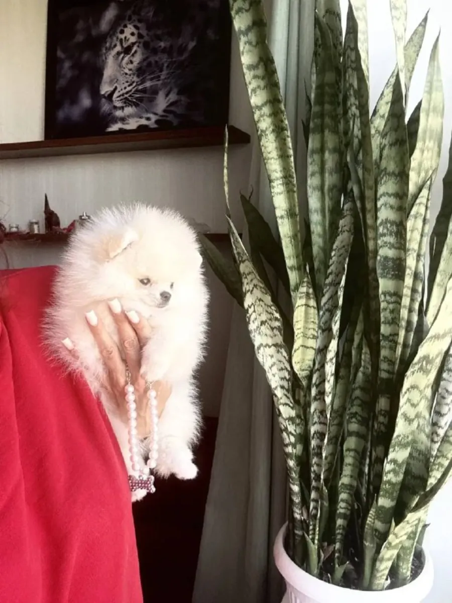 Cachorros Pomeranias Blancos Hielo Súper Encantadores