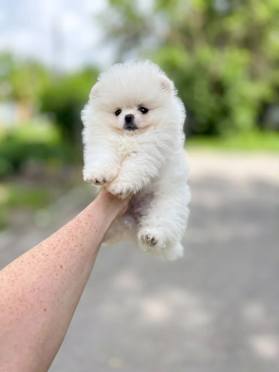 Chiots Pomeraniens Aimant les Enfants Disponibles