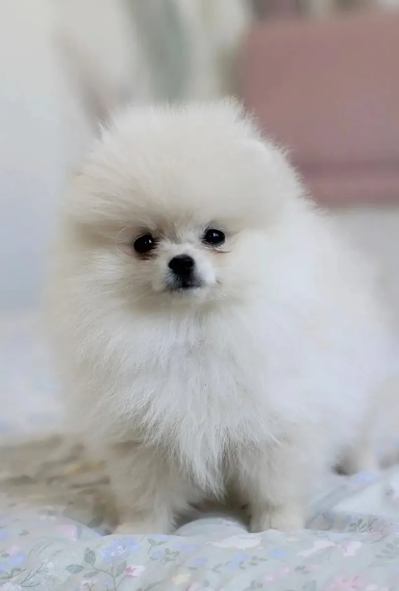 Beautiful All White Pomeranian Puppies
