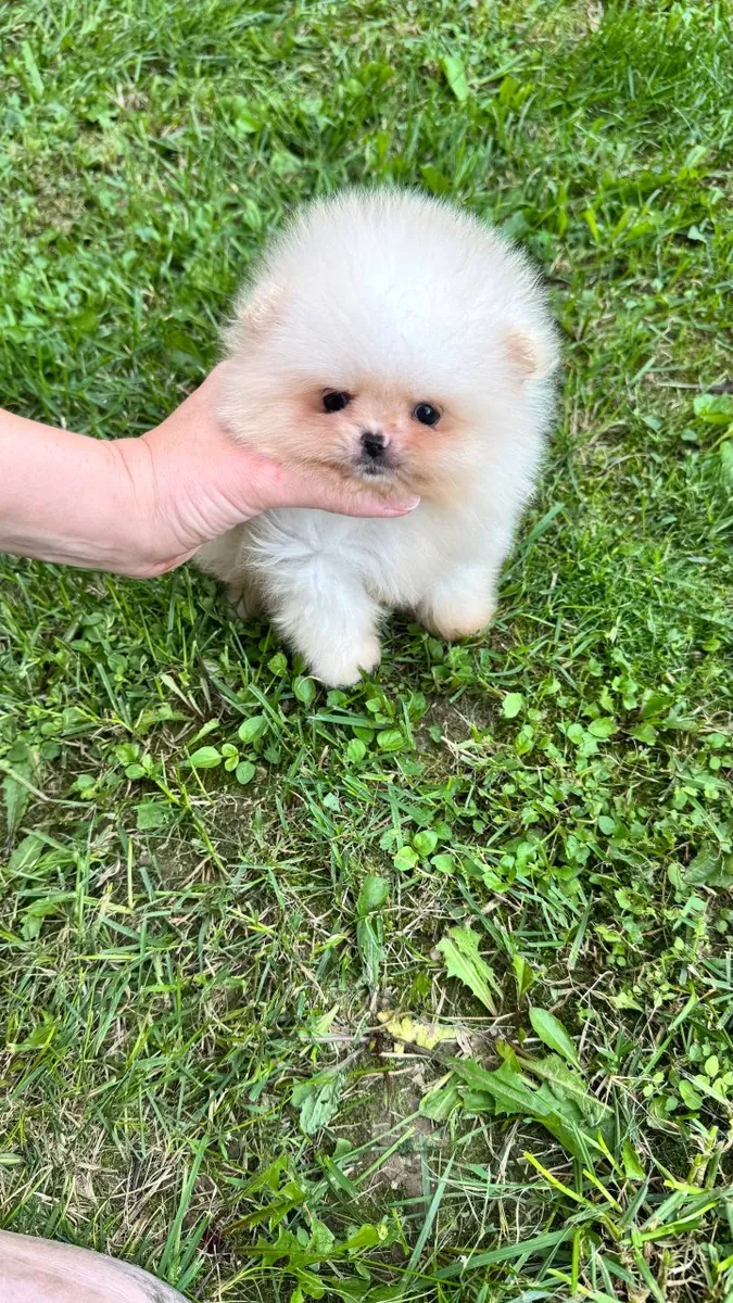 9 weeks old, 1 male and 3 female, Pomeranian puppies