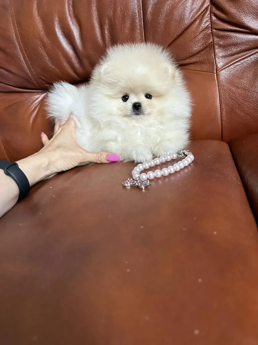Outstanding Pomeranian Puppies Available For Adoption