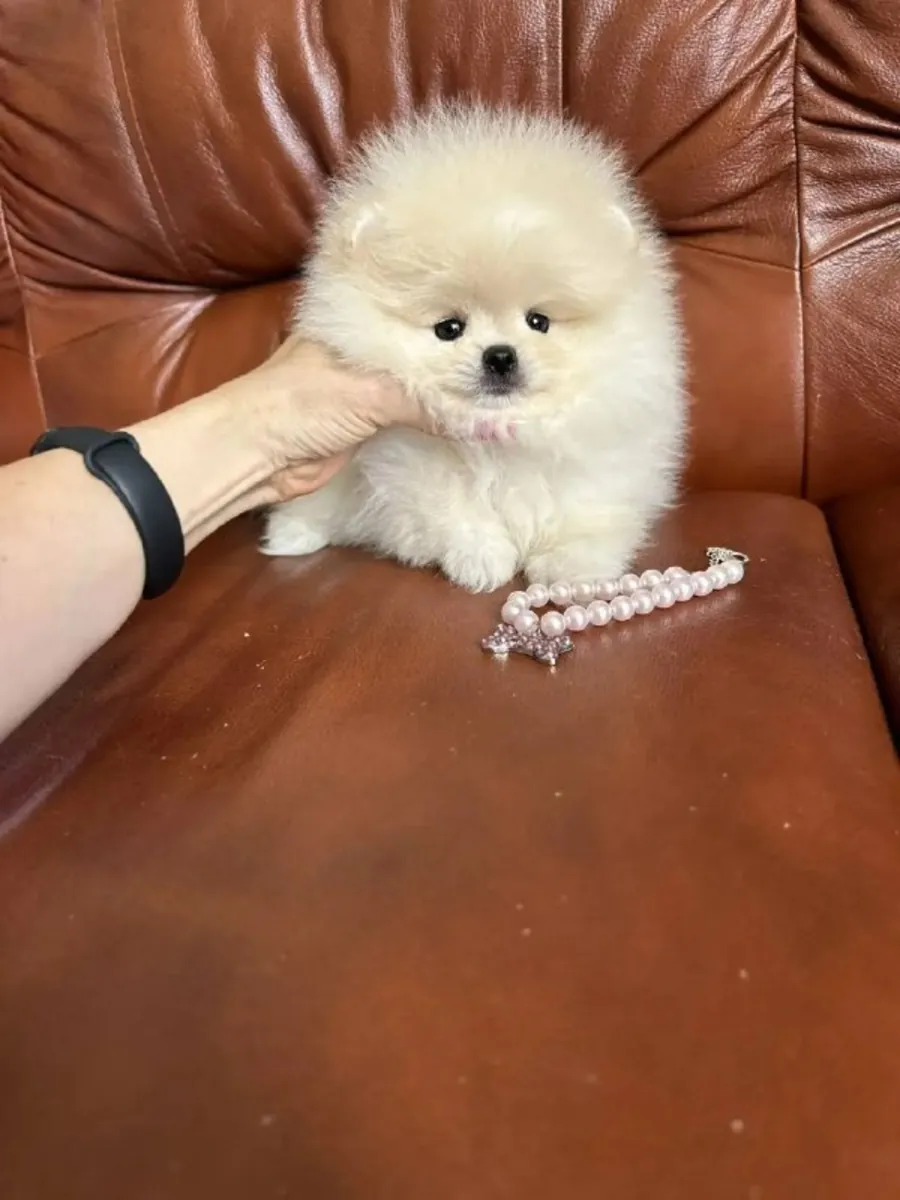 Outstanding Pomeranian Puppies Available For Adoption