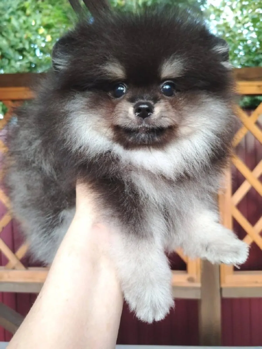 Black & White Pomeranian Puppies For Loving And Caring Homes