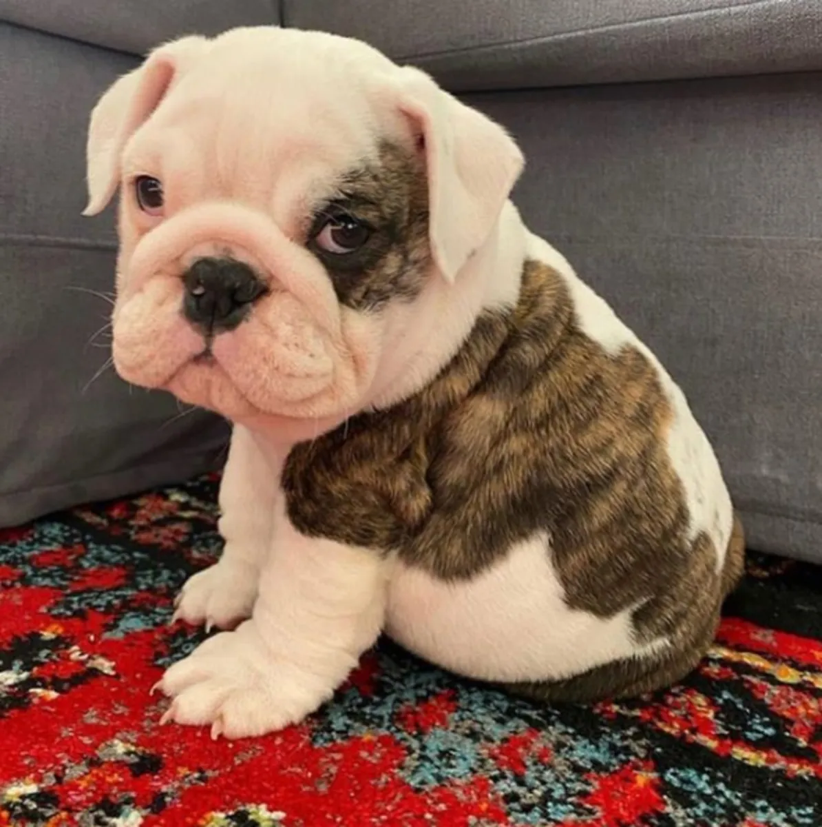 Cadeau chiots bulldog anglais disponibles pour adoption