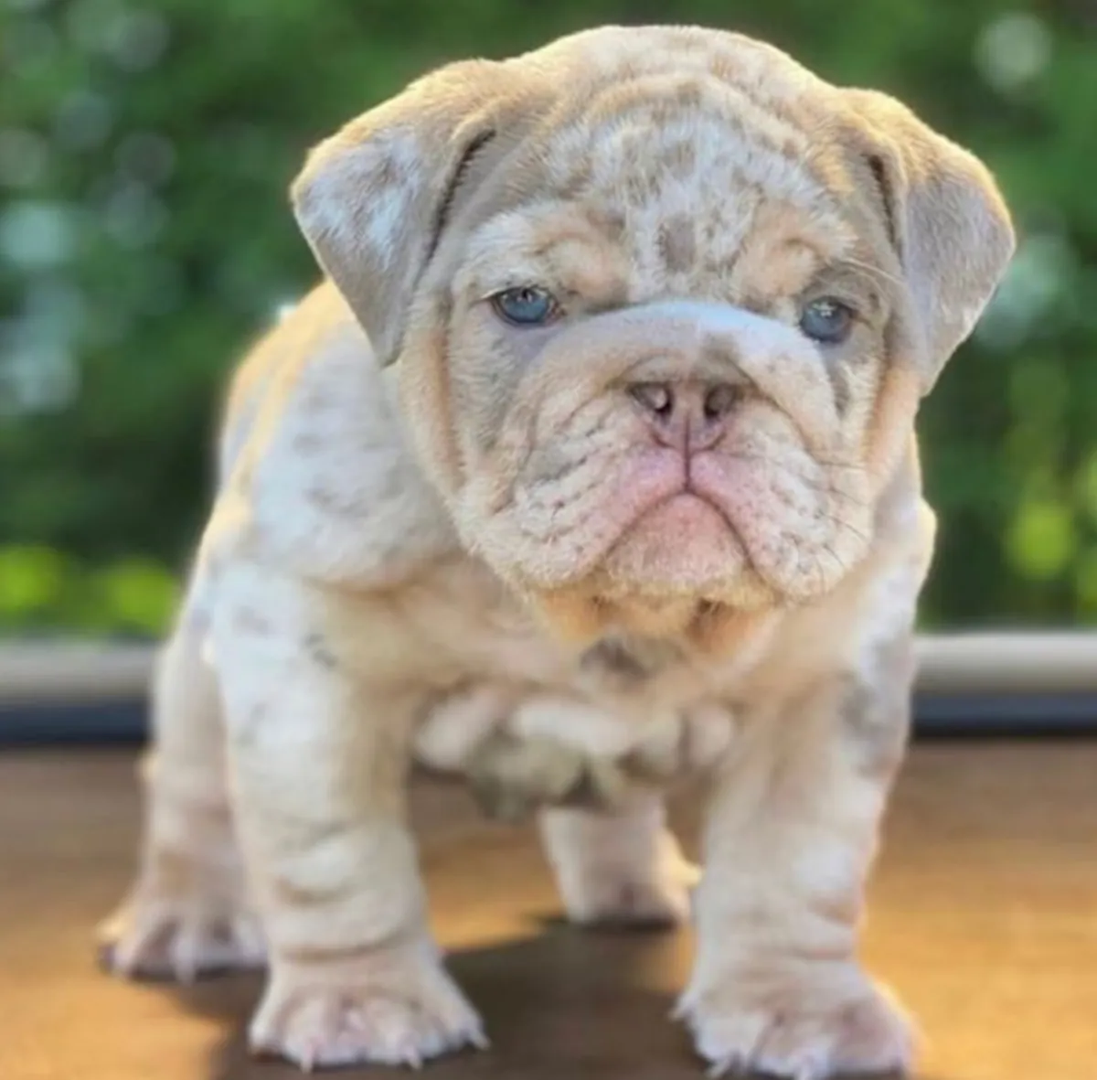 Cadeau chiots bulldog anglais disponibles pour adoption