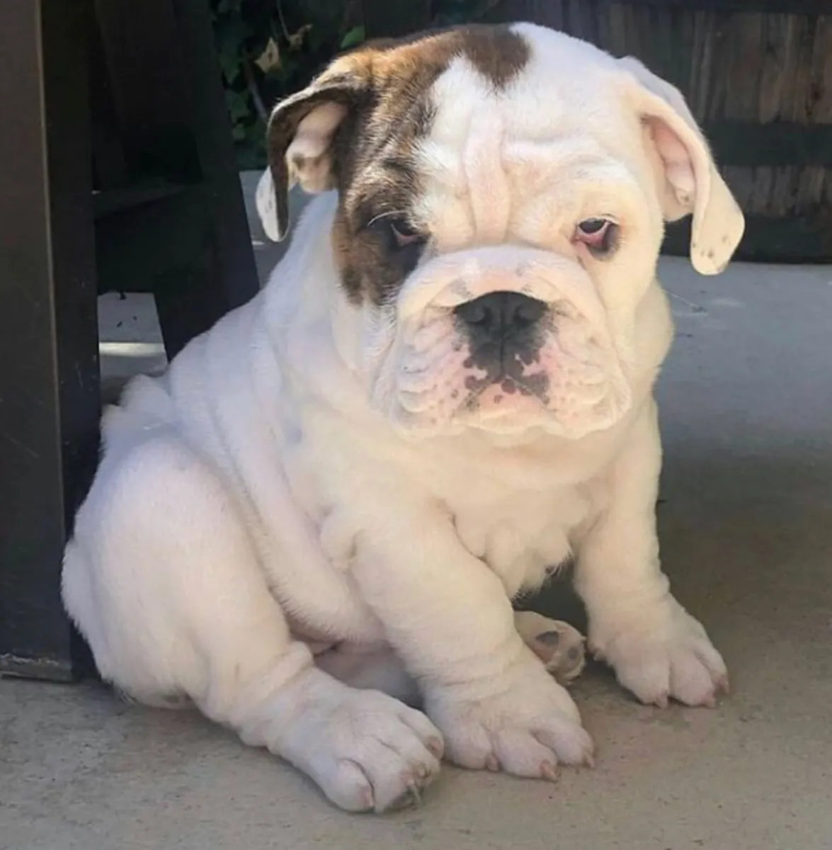 Cadeau chiots bulldog anglais disponibles pour adoption.