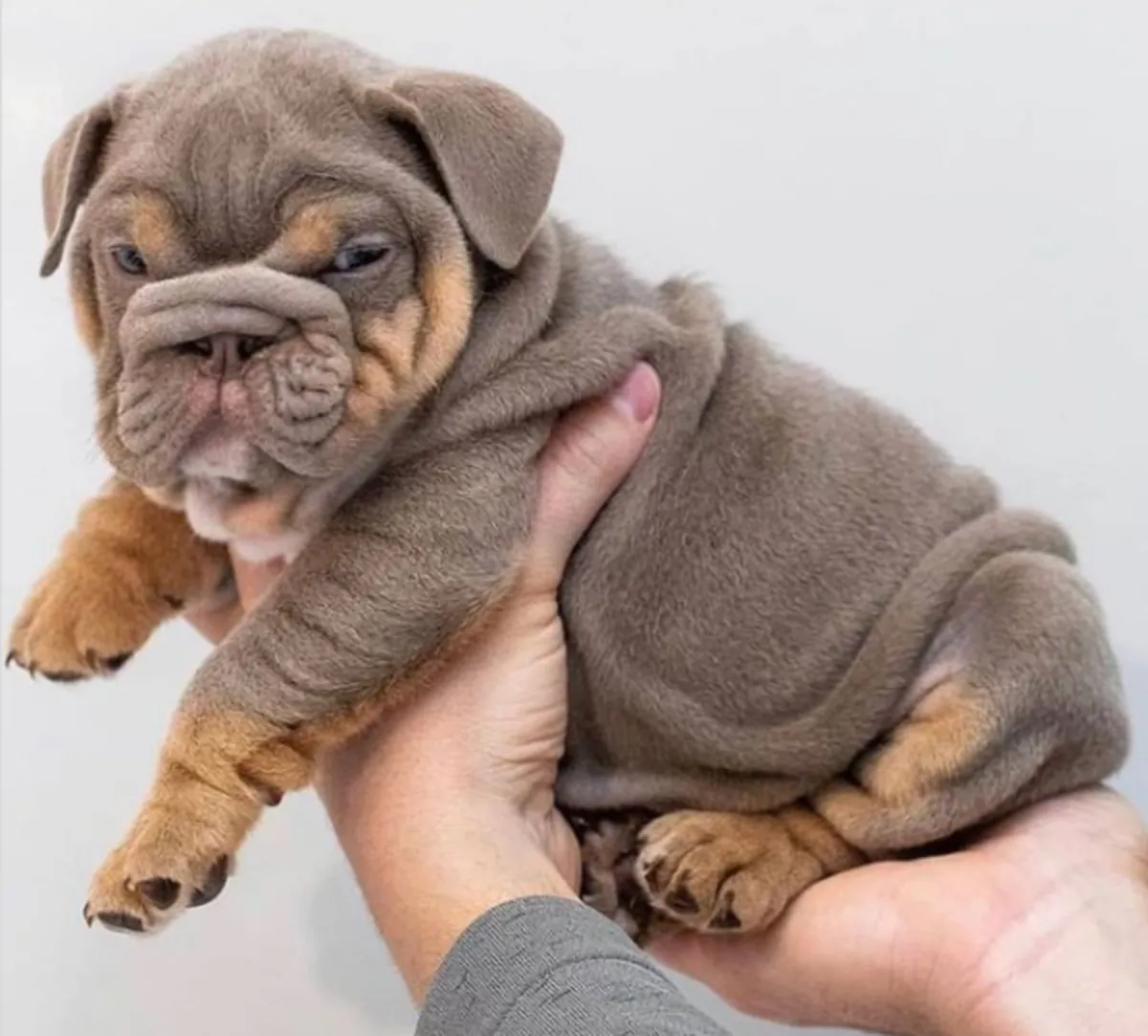 Cadeau chiots bulldog anglais disponibles pour adoption.