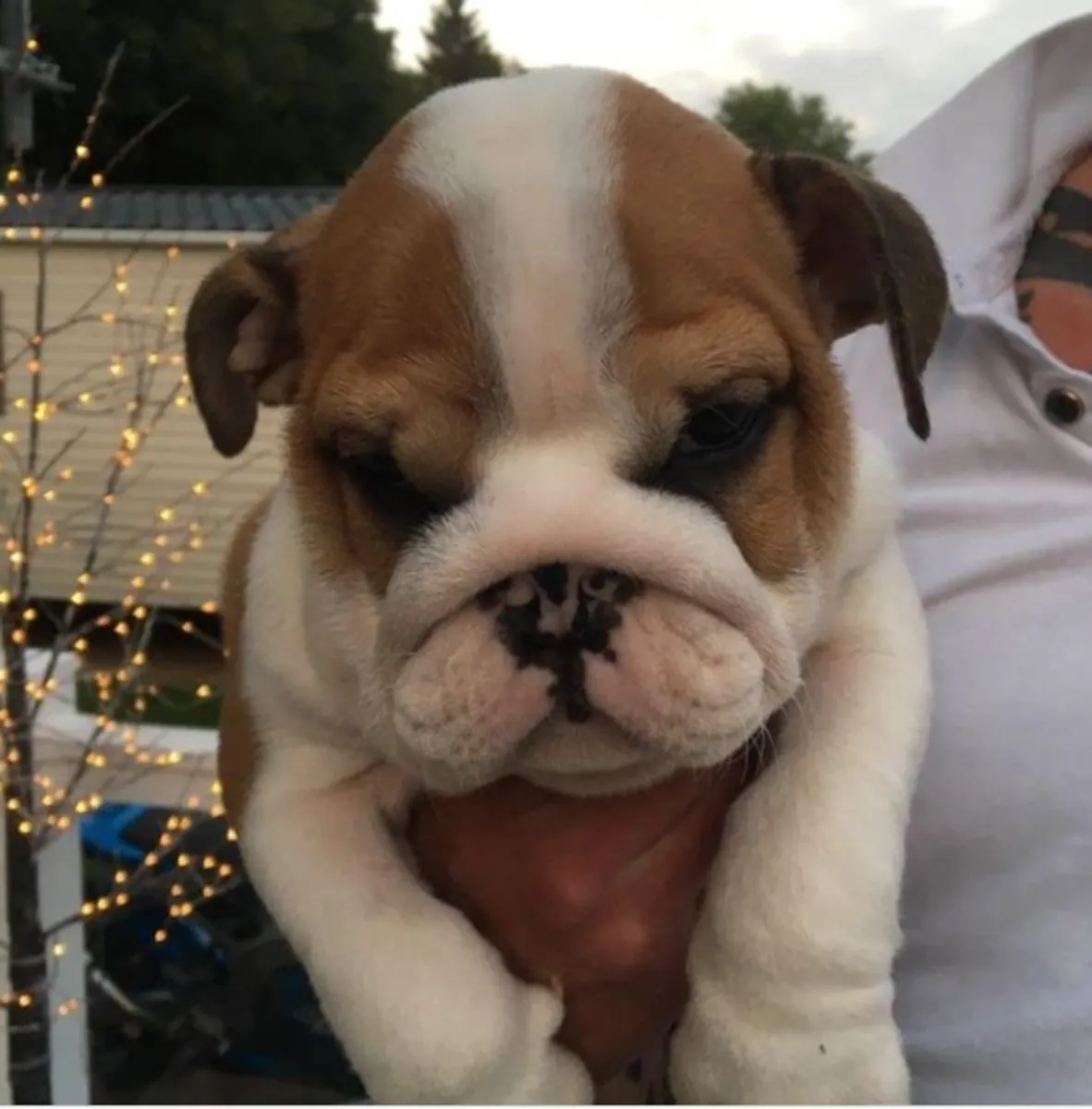 Cadeau chiots bulldog anglais disponibles pour adoption