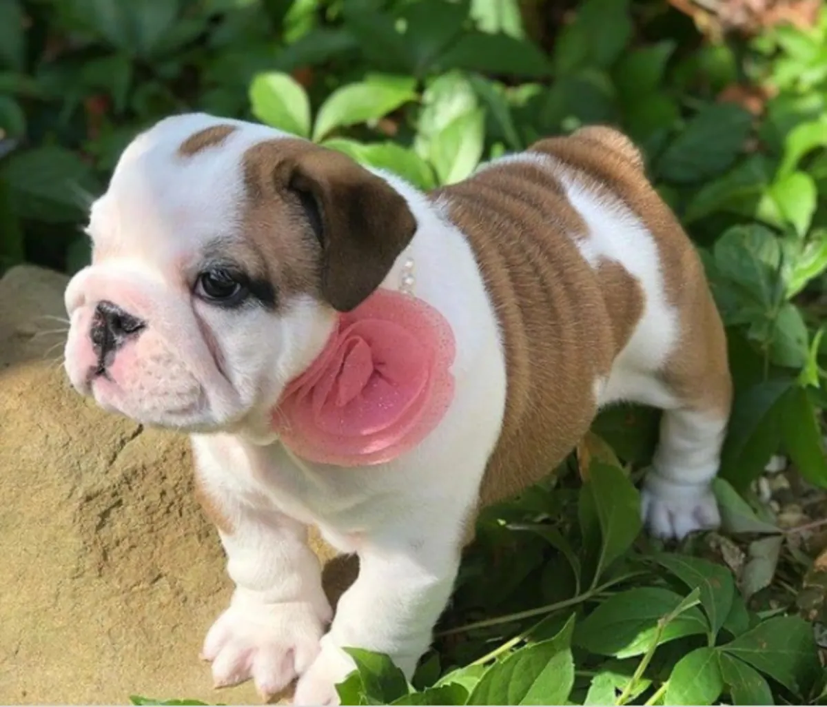 Cadeau chiots bulldog anglais disponibles pour adoption