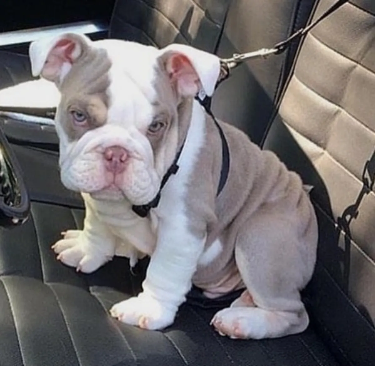 Cadeau Chiots Bulldog Anglais Disponibles pour Adoption