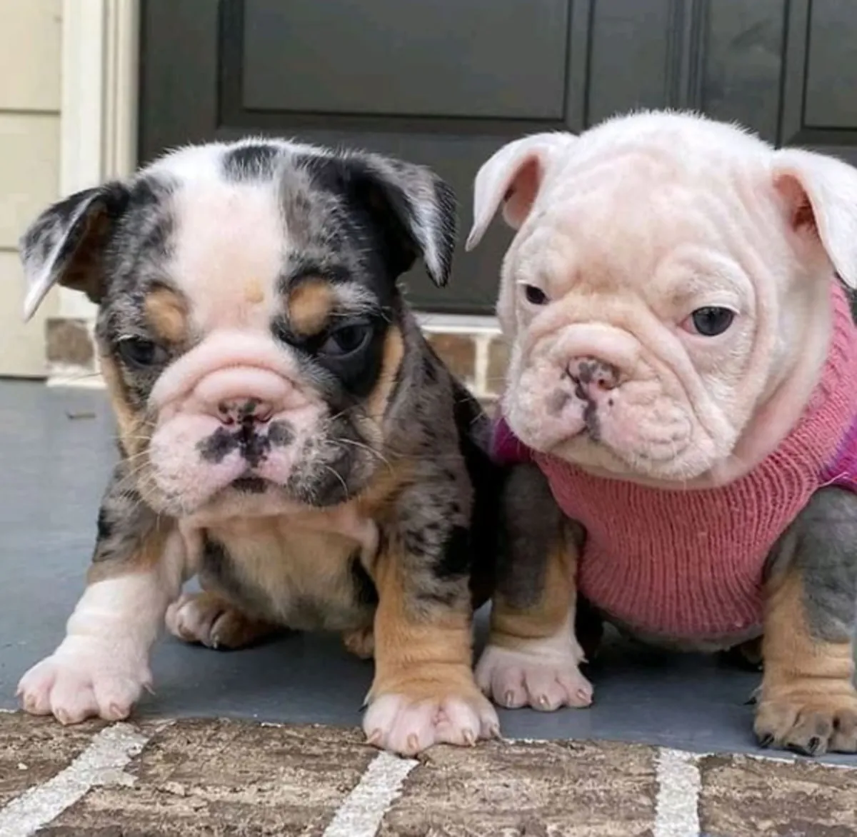 Cadeau chiots bulldog anglais disponibles à l'adoption