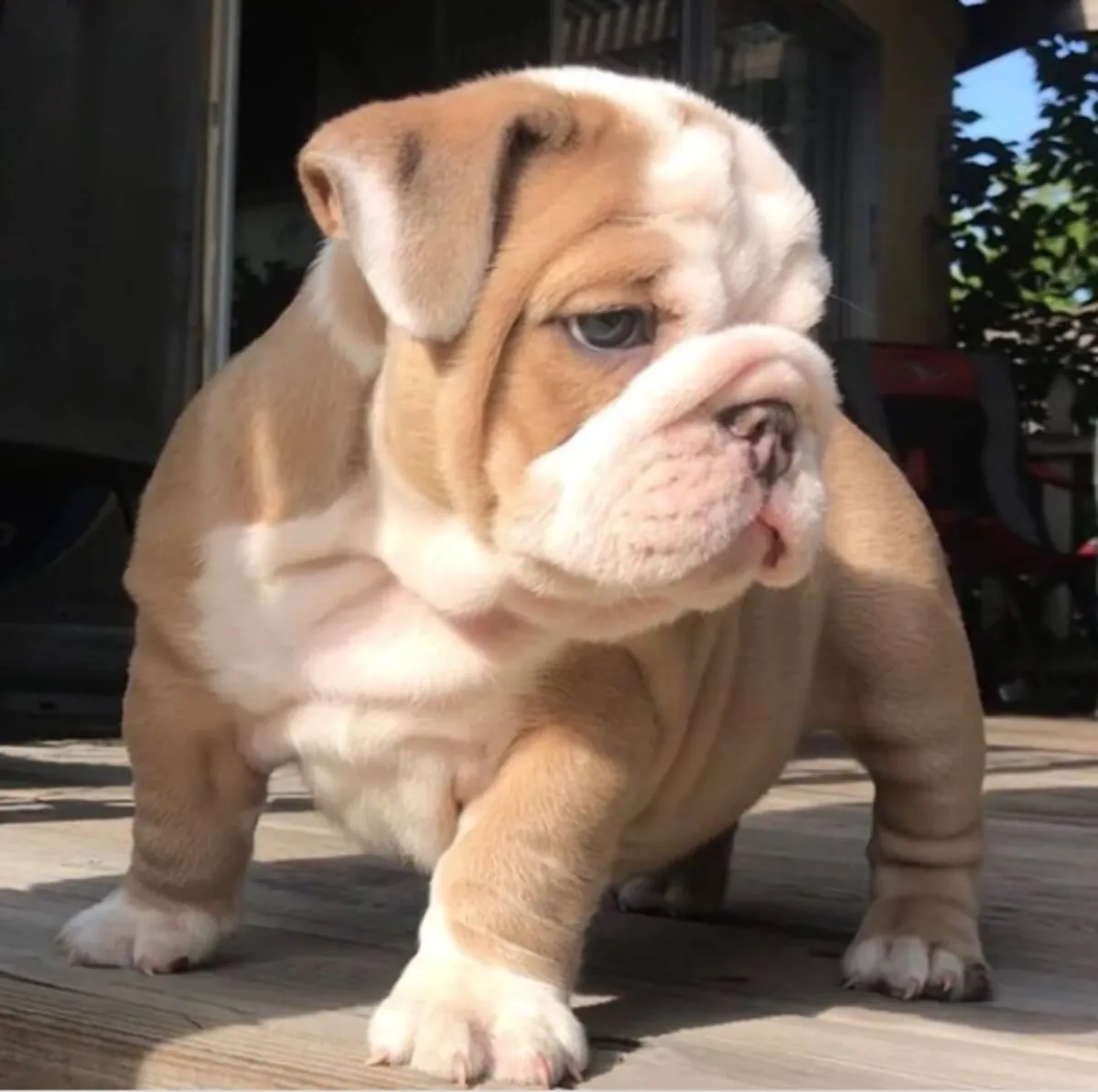 Adoption için mevcut İngiliz Bulldog Yavruları hediye
