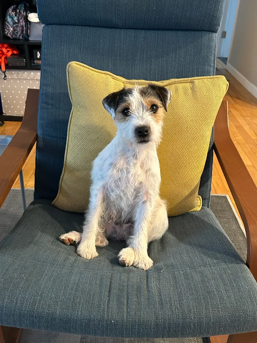 A new home for an energetic Jack Russell.