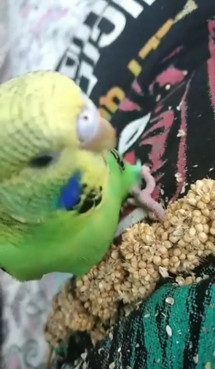 Budgies accustomed to human voices.