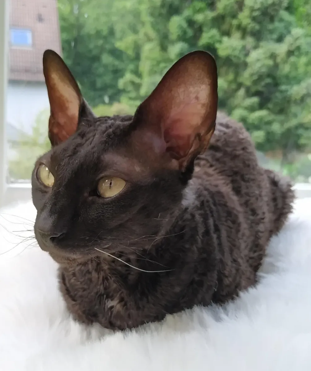Cornish rex is looking for a new home.