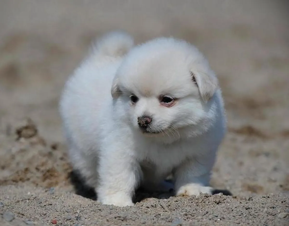 Cachorros Pomerania bien entrenados disponibles.