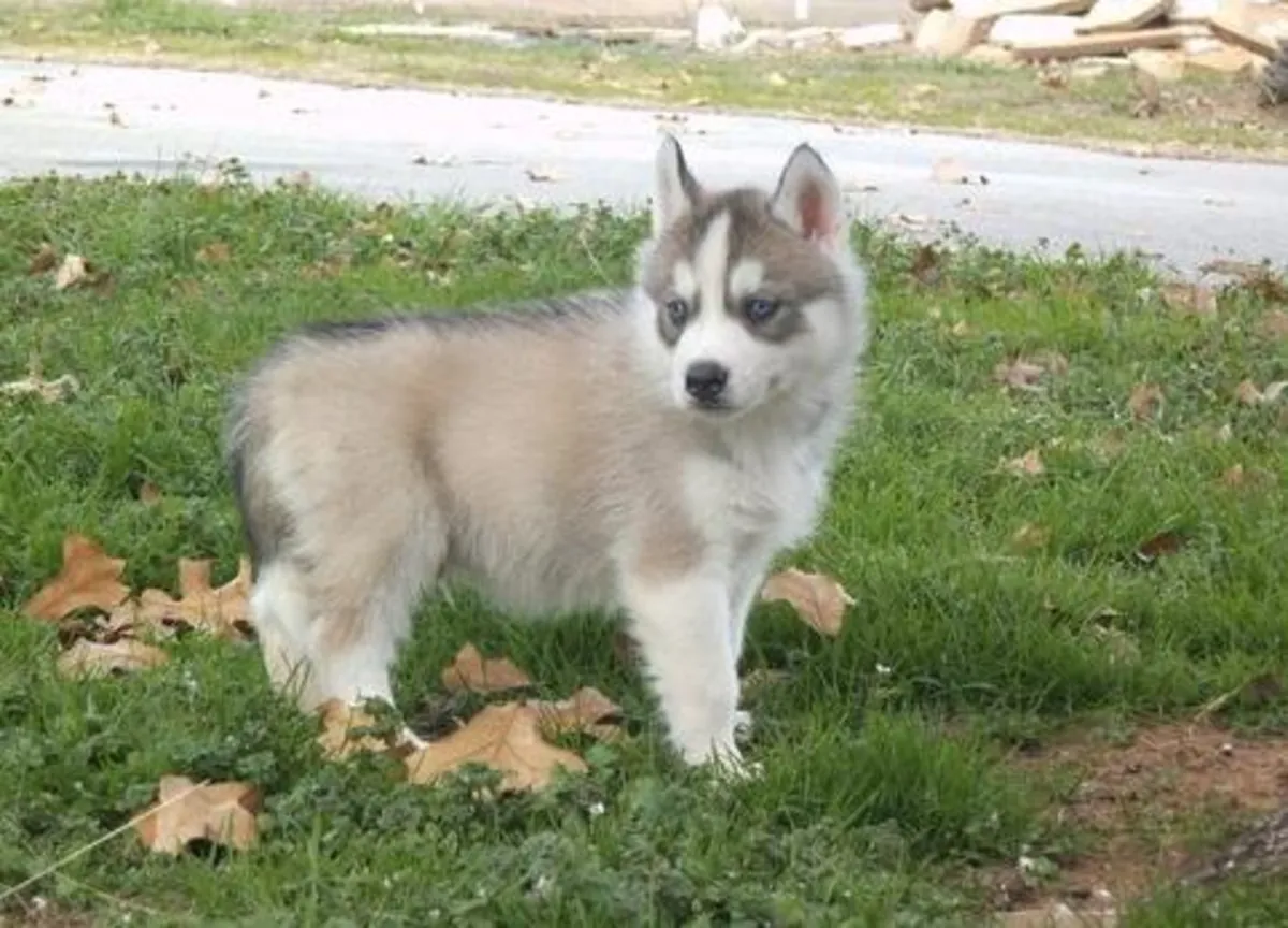 Cachorros de Husky Siberiano listos para entrega inmediata