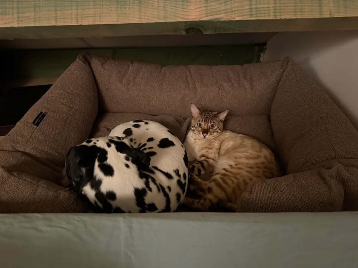 A new home for a Dalmatian dog.