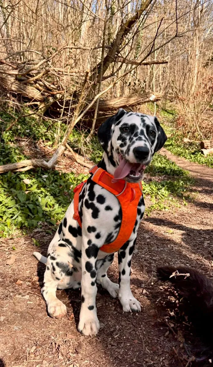 A new home for a Dalmatian dog.