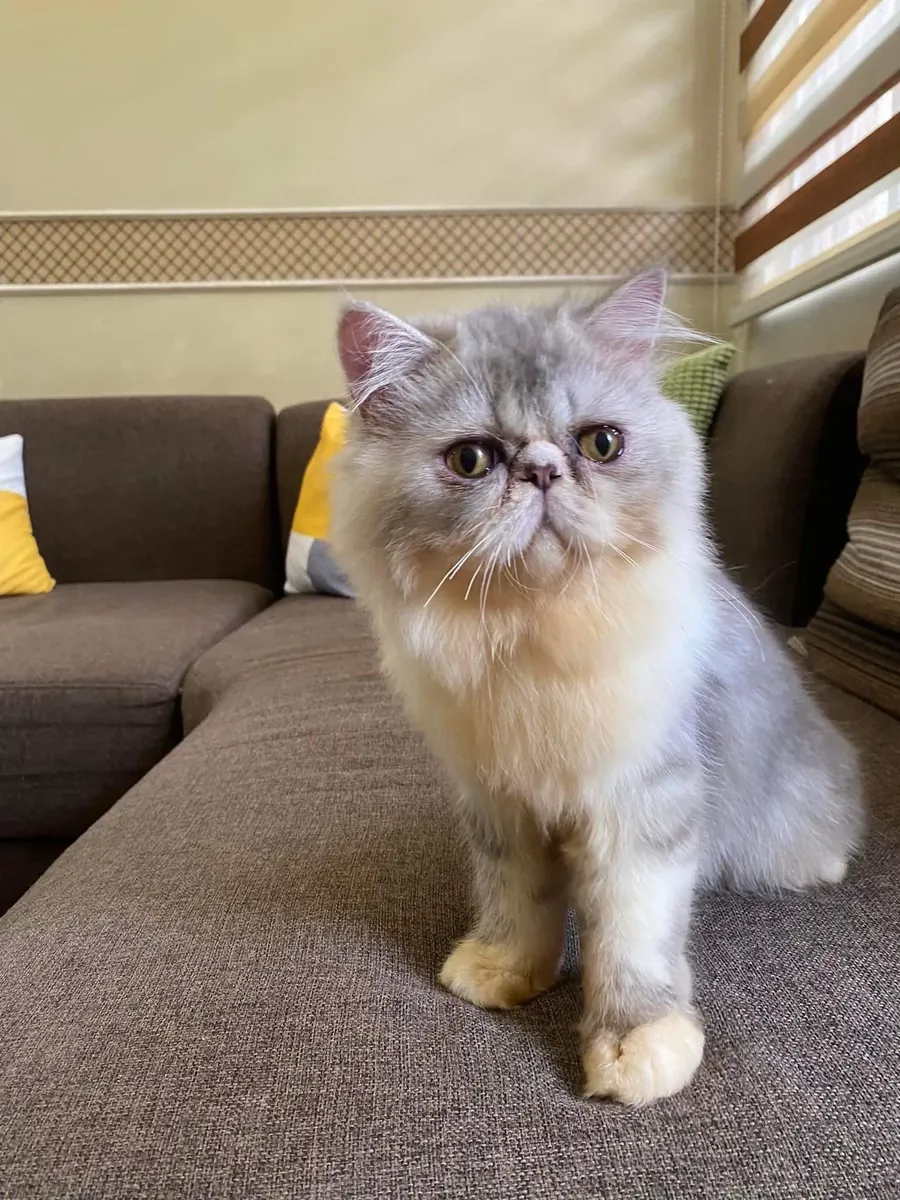 Exotic Shorthair cat adoption