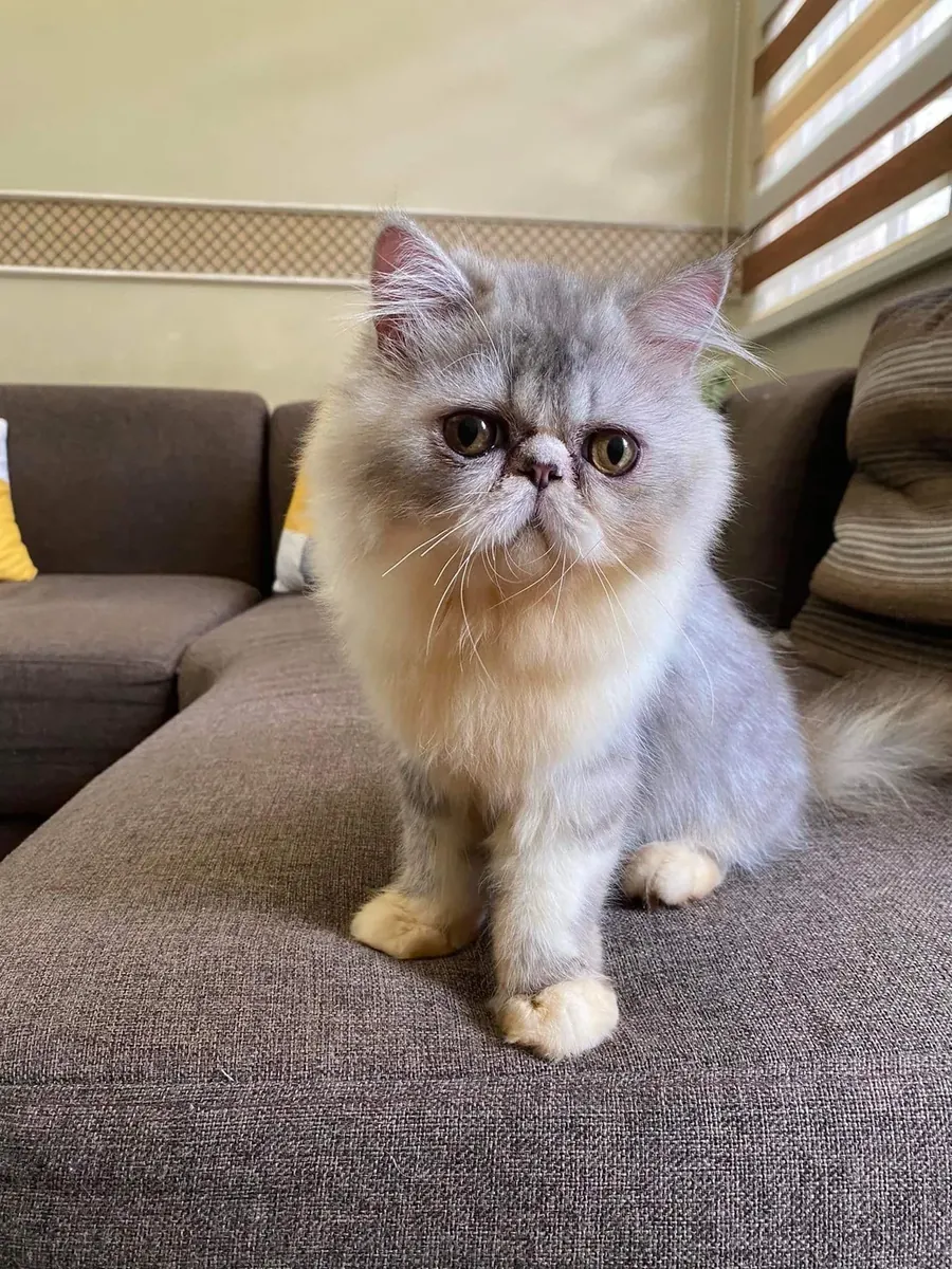 Exotic Shorthair cat adoption